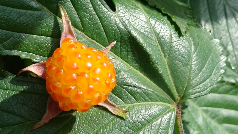 カジイチゴの果実 横浜市瀬谷区長屋門公園