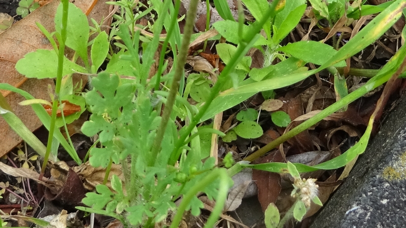 マツバウンラン 横浜市瀬谷区三ツ境