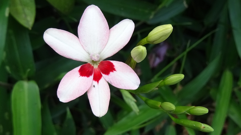 ヒメヒオウギの花 横浜市瀬谷区三ツ境