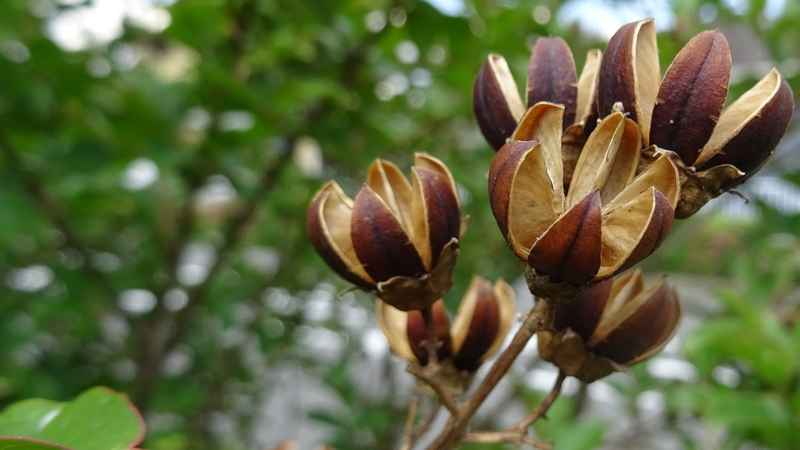 サルスベリの果実 横浜市瀬谷区三ツ境