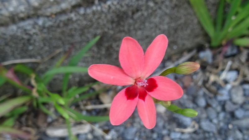 ヒメヒオウギの花 横浜市旭区今宿東町