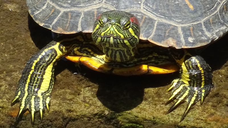 ミシシッピアカミミガメ 横浜市旭区今宿南町
