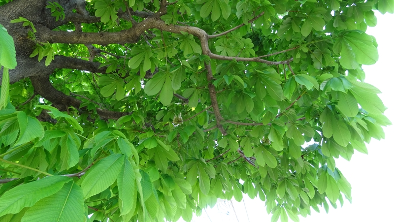 トチノキの花 横浜市旭区都岡町