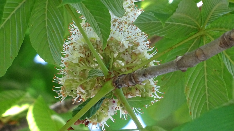 トチノキの花 横浜市旭区都岡町