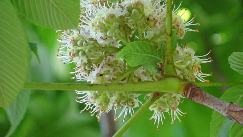 トチノキの花 横浜市旭区都岡町