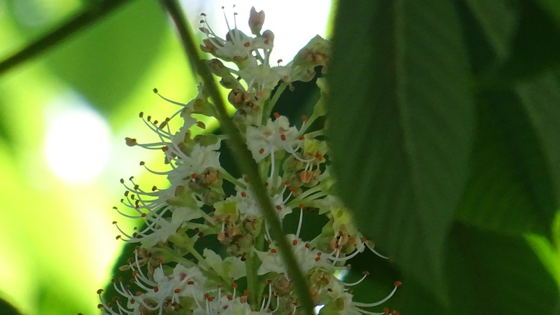 トチノキの花 横浜市旭区都岡町