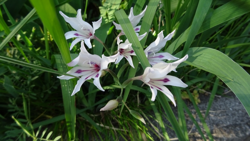 グラジオラスの花 横浜市旭区今宿南町