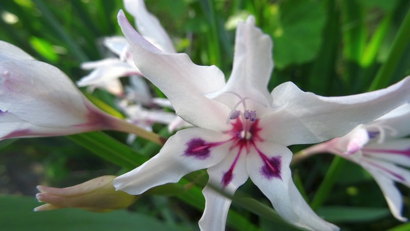 グラジオラスの花 横浜市旭区今宿南町