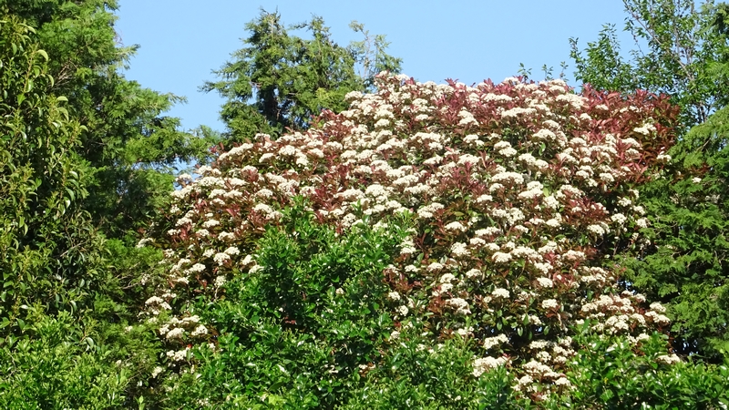 カナメモチの花 横浜市旭区今宿南町