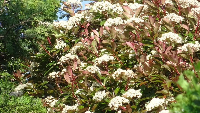 カナメモチの花 横浜市旭区今宿南町