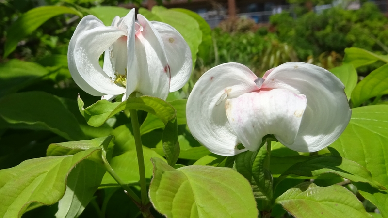 ハナミズキの花 横浜市旭区鶴ヶ峰
