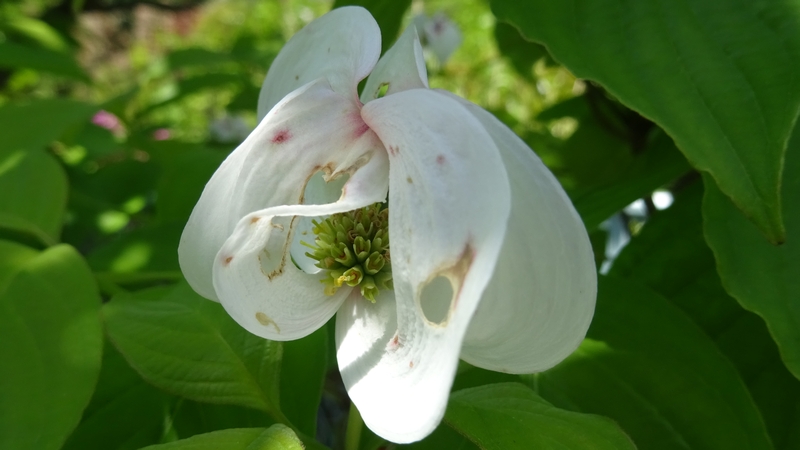 ハナミズキの花 横浜市旭区鶴ヶ峰