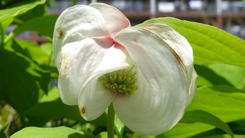 ハナミズキの花 横浜市旭区鶴ヶ峰