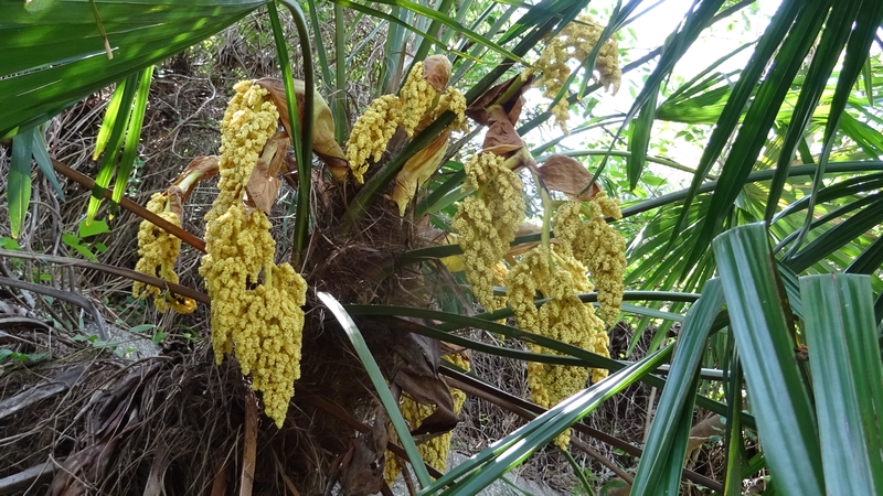 トウジュロの雄花 横浜市旭区今宿南町