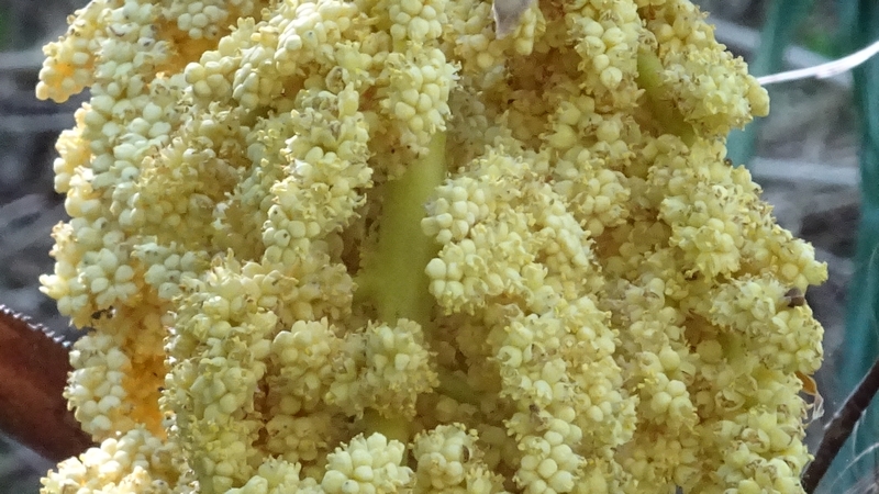 トウジュロの雄花 横浜市旭区今宿南町