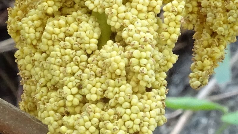 トウジュロの雄花 横浜市旭区今宿南町