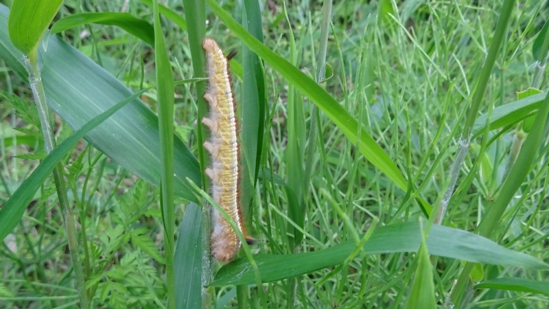 ヨシカレハの幼虫 横浜市旭区今宿南町