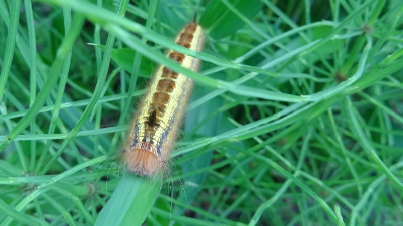 ヨシカレハの幼虫 横浜市旭区今宿南町
