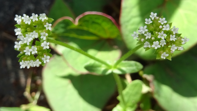 ノヂシャの花 横浜市旭区今宿南町