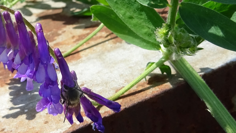 ビロードクサフジの花とマルハナバチ 横浜市旭区今宿南町