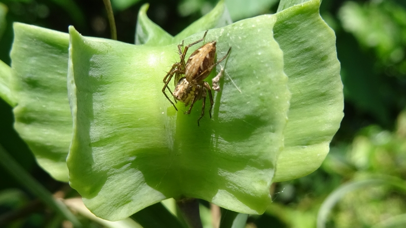 アミガサユリの果実とササグモ 横浜市旭区今宿南町