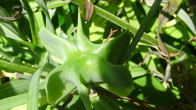 アミガサユリの果実 横浜市旭区今宿南町