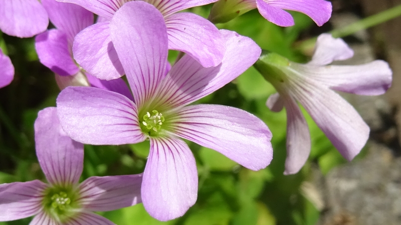 ムラサキカタバミの花 横浜市旭区今宿南町