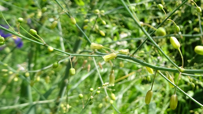 オオミドリボウキの若い果実 横浜市旭区今宿南町