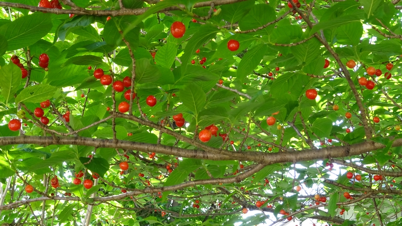 カラミザクラの果実 横浜市旭区今宿南町