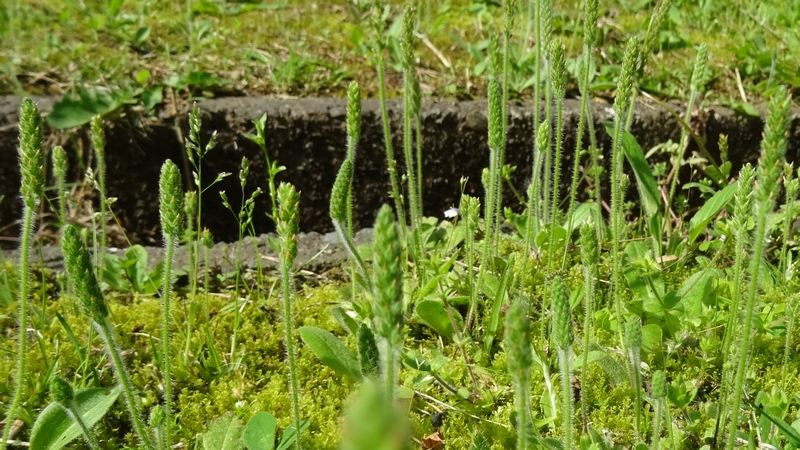 ツボミオオバコの花 横浜市旭区今宿南町