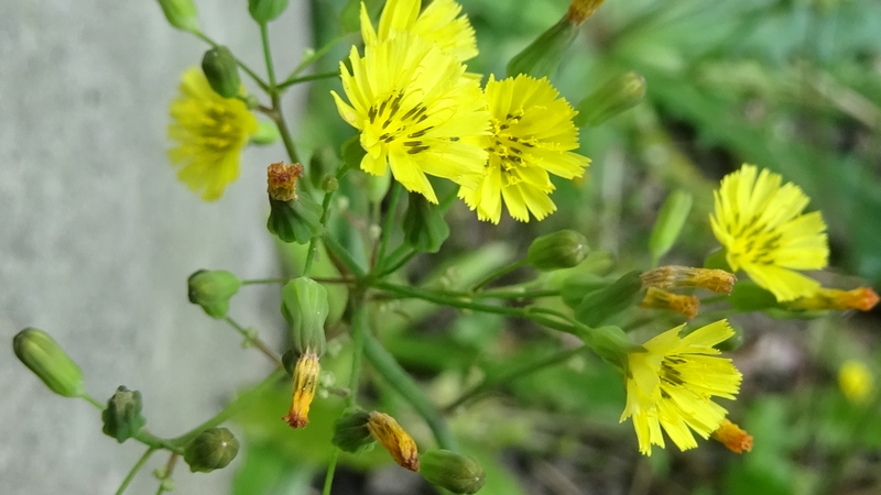 オニタビラコの花 横浜市旭区今宿南町