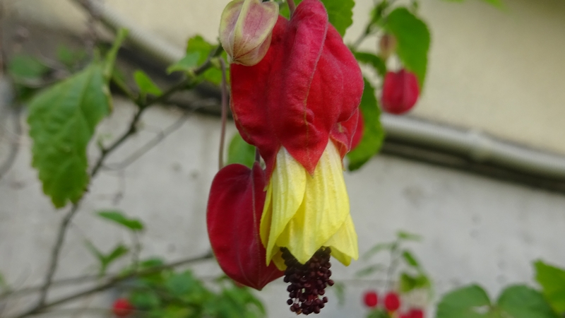 ウキツリボクの花と蕾 横浜市旭区今宿南町