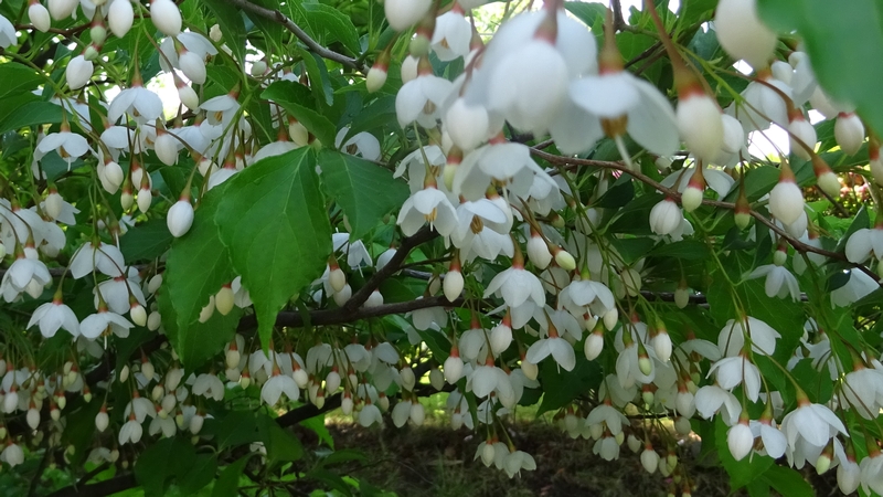 エゴノキの花 川崎市幸区創造のもり