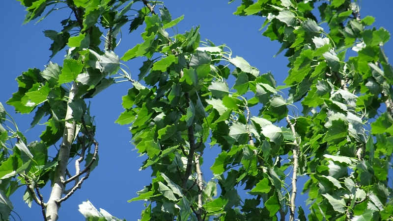 ポプラ 川崎市幸区さいわいふるさと公園