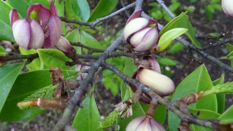 カラタネオガタマの花 川崎市幸区創造のもり