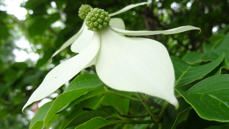 ヤマボウシの花 川崎市幸区さいわいふるさと公園