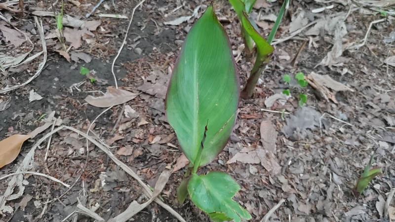 カンナの芽 川崎市幸区さいわいふるさと公園