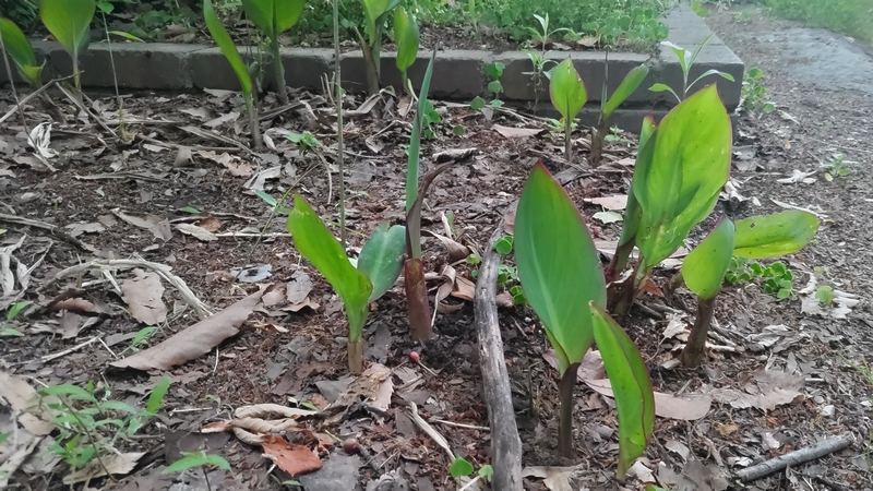 カンナの芽 川崎市幸区さいわいふるさと公園