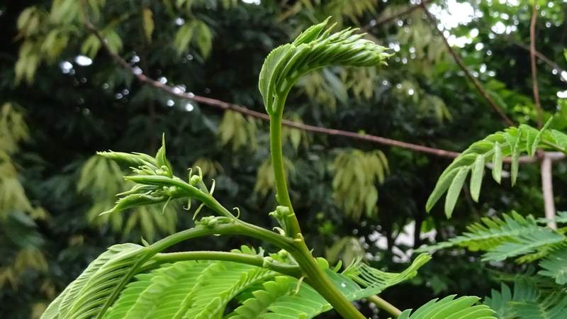 ネムノキ 横浜市旭区鶴ヶ峰