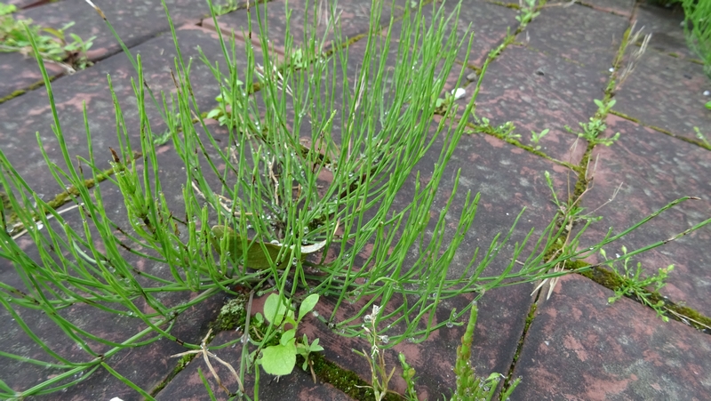 イヌスギナ 横浜市旭区鶴ヶ峰