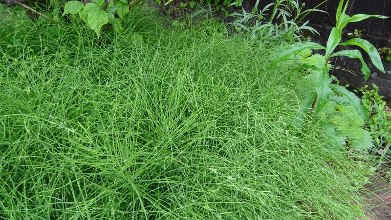 イヌスギナ 横浜市旭区鶴ヶ峰