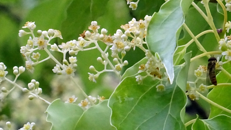 クスノキの花のホソヒラタアブ 横浜市旭区鶴ヶ峰鶴ヶ峰公園