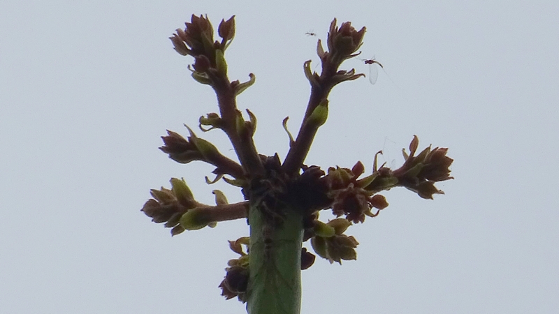 アオギリの若葉のモンカゲロウ 横浜市旭区鶴ヶ峰