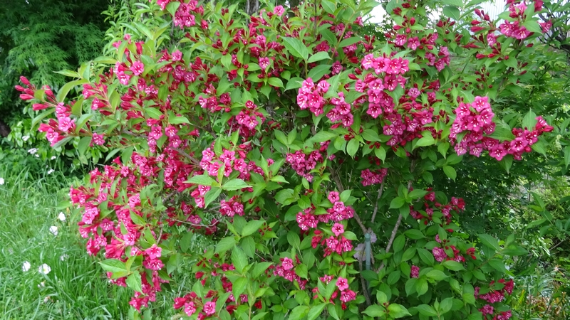 オオベニウツギの花 横浜市旭区鶴ヶ峰本町