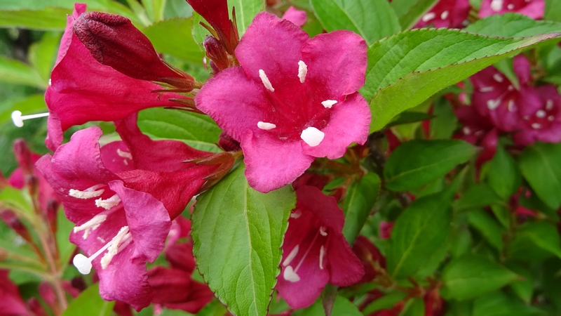 オオベニウツギの花 横浜市旭区鶴ヶ峰本町