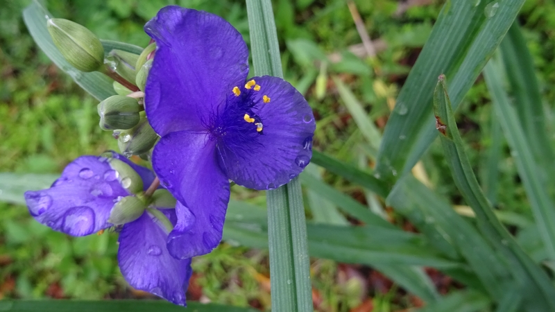 ムラサキツユクサの花 横浜市旭区今宿東町