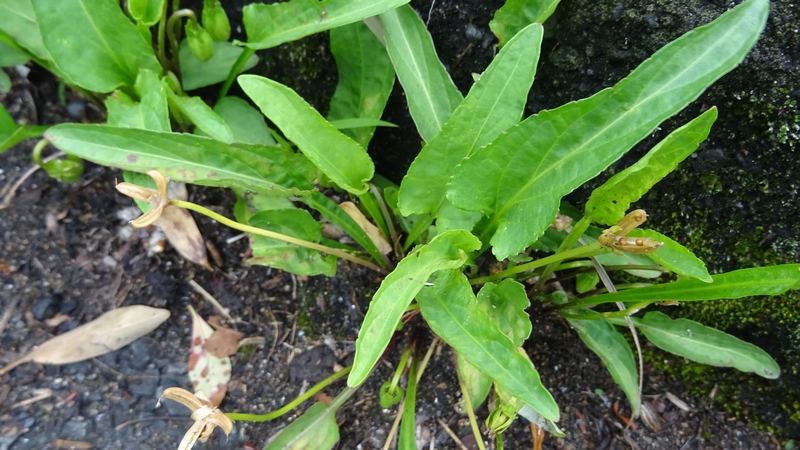 スミレの閉鎖花と果実 横浜市旭区今宿東町