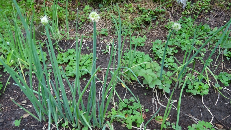 ネギの花 横浜市旭区今宿南町