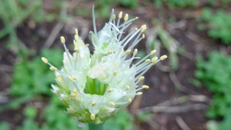 ネギの花 横浜市旭区今宿南町