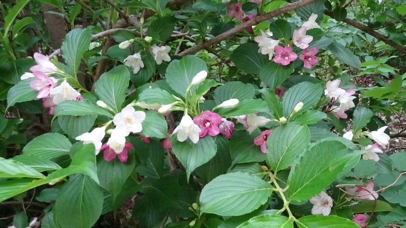 ハコネウツギの花 横浜市旭区今宿南町